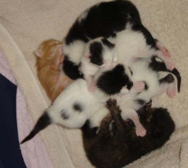 Babies.jpg