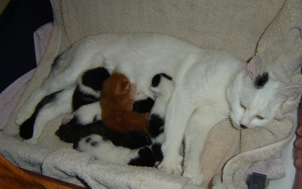 Babies2.jpg