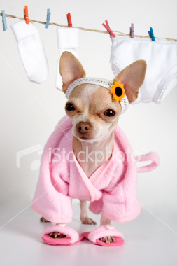 Istockphotoschi.jpg