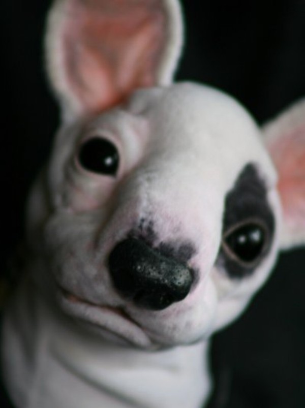 bull-terrier.jpg