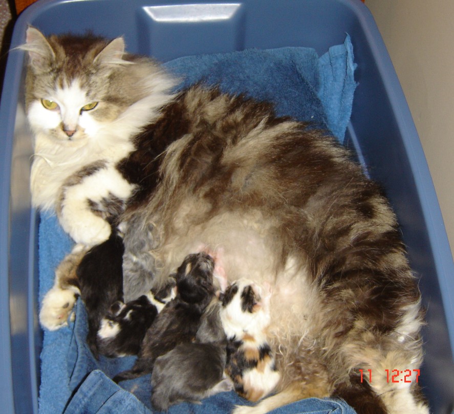 momandbabies3.jpg