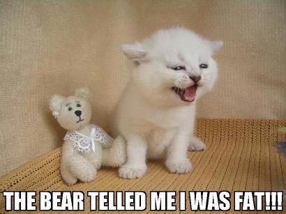 lol-cat1-copy.jpg