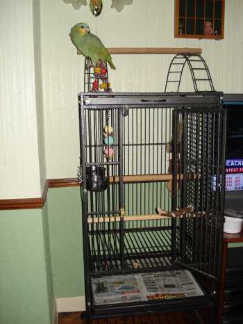 Buddy_on_cage.jpg