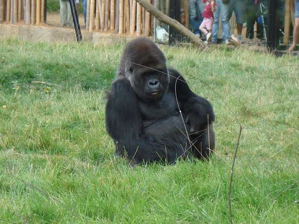 zoo9.jpg