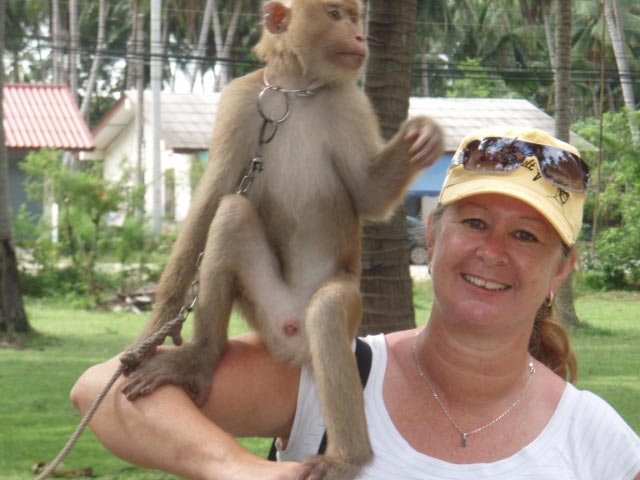 Koh_Samui_-_Monkey.jpg