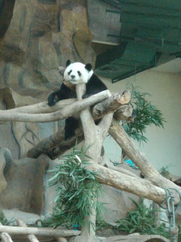 Panda-Chiang_Mai_Zoo.jpg