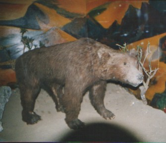 gobi3.jpg
