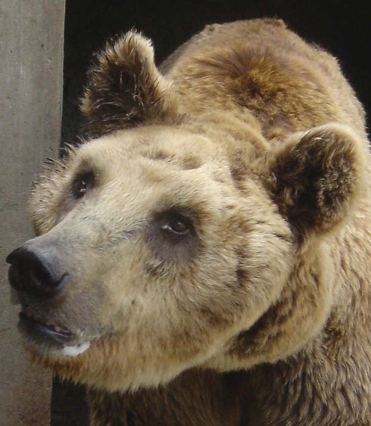 bear_incaptivity2.jpg