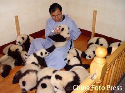 panda4.jpg