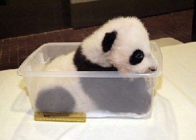 panda6.jpg