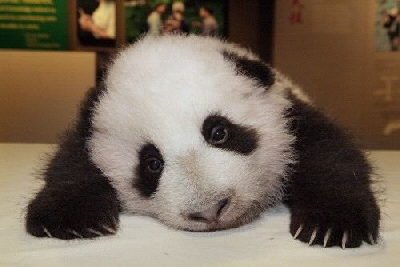 panda7.jpg
