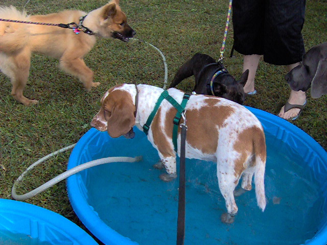 cooling_off_the_feet.JPG