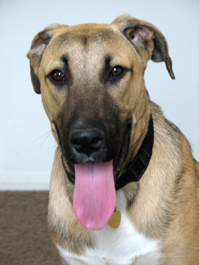 newpup001.jpg