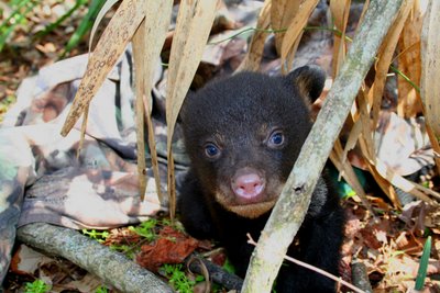 bearcub1.jpg