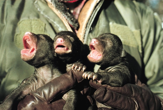 windowslivewriteramericanblackbear-12bd3inspecting-newborn-black-bear-cubs2.jpg