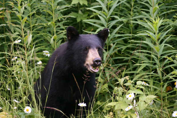 black-bear.jpg