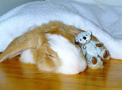 willow-in-bed-with-teddy.jpg