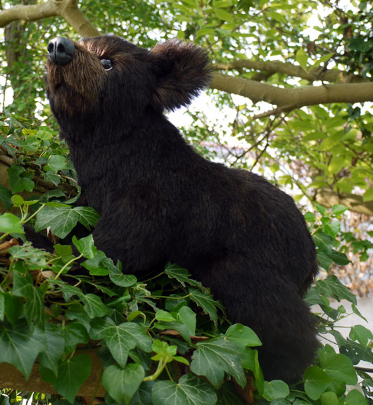 cub2.jpg