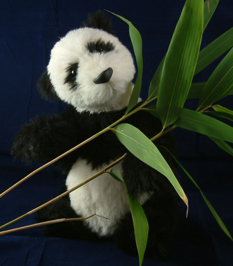 panda_bamboo.jpg