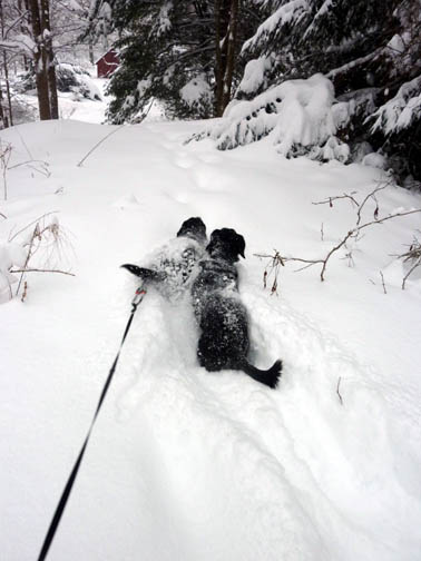 PUPS_SNOW_2.27.10_3.jpg