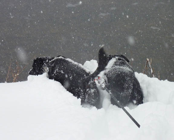 PUPS_SNOW_2.27.10_5.jpg