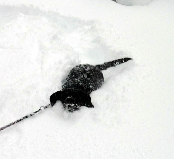 PUPS_SNOW_2.27.10_8.jpg
