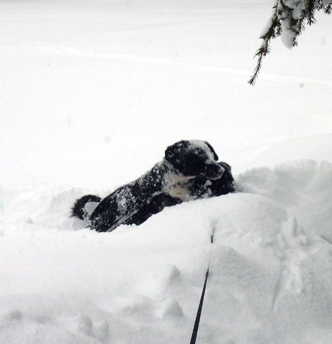 PUPS_SNOW_2.27.10_9.jpg