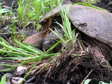 Turtle_1_sm.jpg