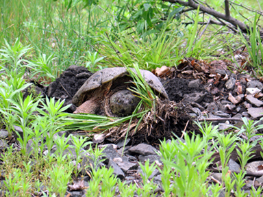 Turtle_2sm.jpg