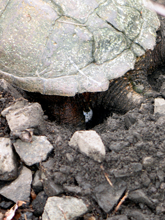 Turtle_4_smaller.jpg