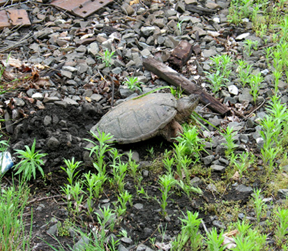 Turtle_5_sm.jpg