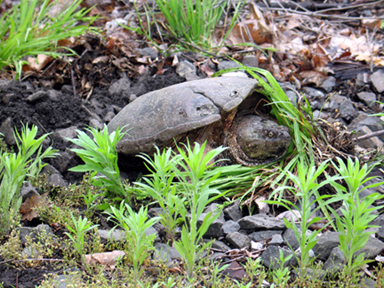 Turtle_6_sm.jpg