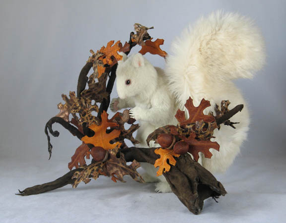 albino_squirrel_w_oak_8_sm.jpg