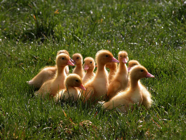 ducklings-walkies.jpg