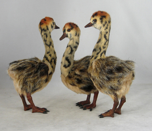 orstich_chicks_1_sm_tt.jpg