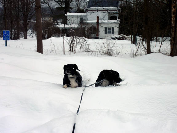 puppyromp_2.27.10_sm.jpg