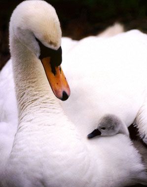 swan_and_cygnet_1.jpg