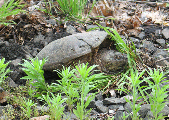 turtle-close-web.gif