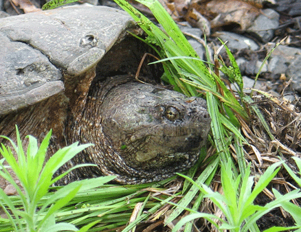 turtle-closeer-web.gif