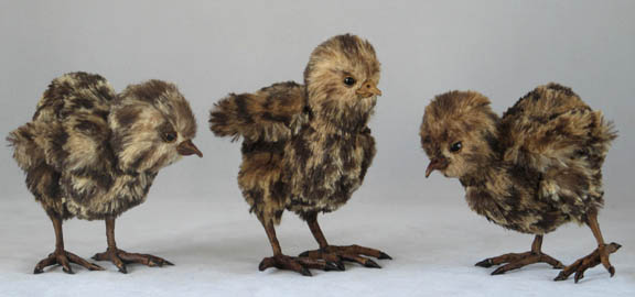 3-wee-chicks-1-sm.jpg