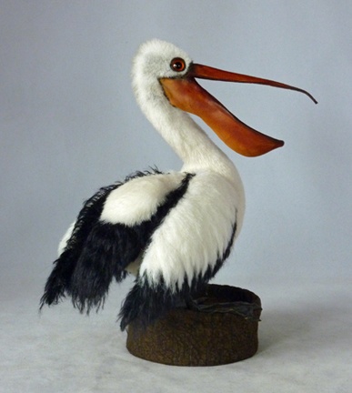 percival-pelican-3-sm-tt.jpg