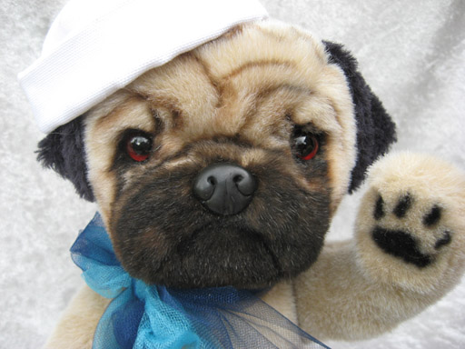 teddy bear pug puppies for sale
