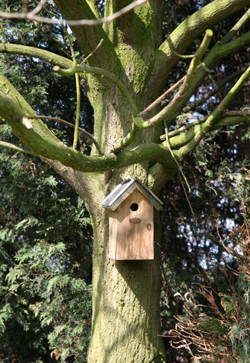 birdhouse.jpg