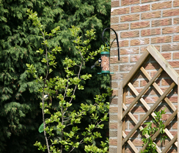 bluetits.jpg