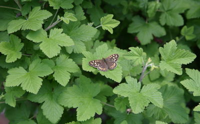 butterfly.jpg