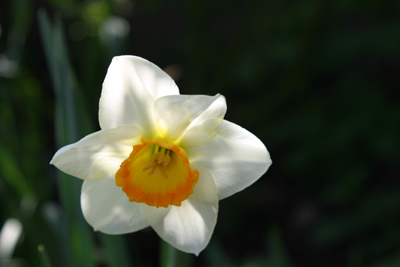 daffodil.jpg