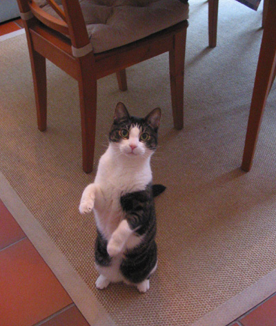 ollie.jpg