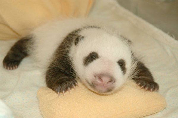 panda6.jpg