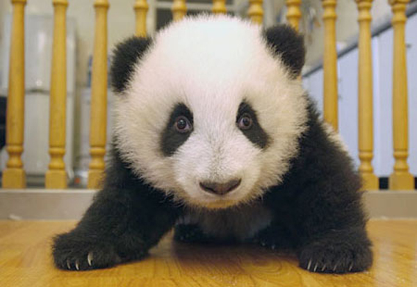 panda8.jpg