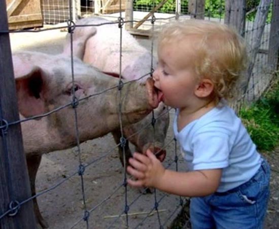 swine.jpg